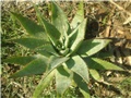 Aloe saponarija