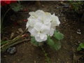 bijela pelargonija grm