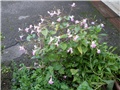 Impatiens balfourii 