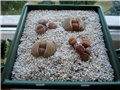 Lithops