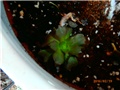 aeonium
