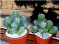 Euphorbia resinifera