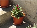  Celosia  Caracas