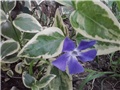 vinca major