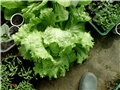  salata
