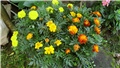 tagetes