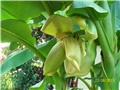 banana . cvijet
