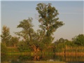 Biljsko jezero - stara Drava
