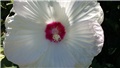 močvarni hibiskus