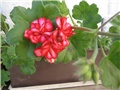 Pelargonija