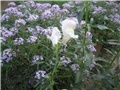 Alyssum i zijevalica