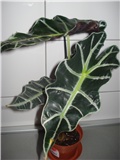 alocasia bambino arrow