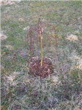 Salix