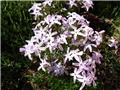 .Phlox subulata G. F. Wilson