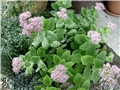  sedum,debela koka,ranjenik