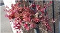 sedum sieboldi