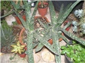 Gasteria