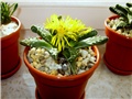 Faucaria tigrina