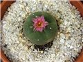 Lophophora jourdaniana