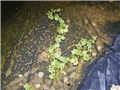 Drifplant