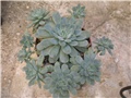 Echeveria