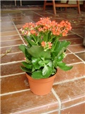 kalanhoa - lat. kalanchoe