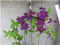 novi clematis