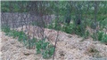 proljeće14