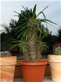 Pachypodium lamerei 