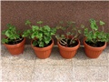 Pelargonije