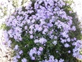 phlox