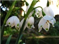 Leucojum aestivum