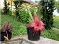 Stepalia gigantea