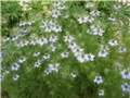 Crnjika (Nigella damascena)