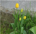 Tulipani