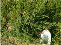 Juniperus