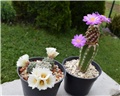 mammillaria, strombocactus