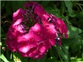 phlox