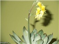 echeveria pulidonis