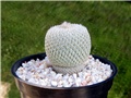 Epithelantha micromeris