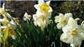 narcisi