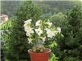 Adenium obesum - hibrid