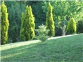 Abies koreana