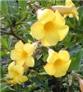 Alamanda katartika