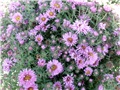  aster visoki