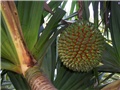 Pandanus