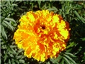 kadifica - tagetes