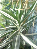 dracena bjela