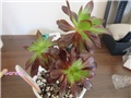 aeonium9