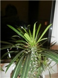 pacipoldium